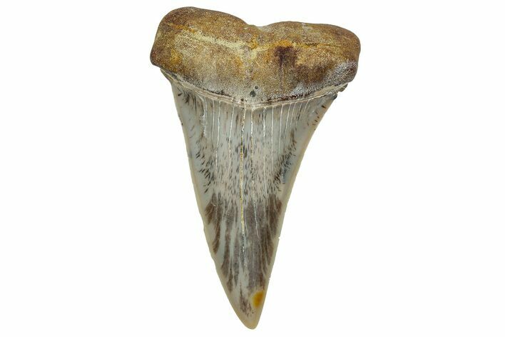 Colorful, Fossil Broad-Tooth Mako Shark Tooth - Bakersfield, CA #351446